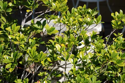 DSC_0018 (Large).JPG